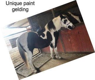 Unique paint gelding