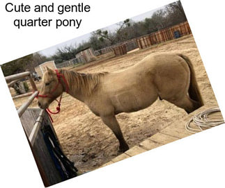 Cute and gentle quarter pony