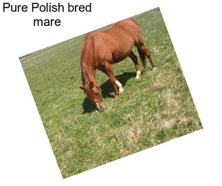 Pure Polish bred mare