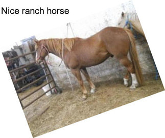 Nice ranch horse
