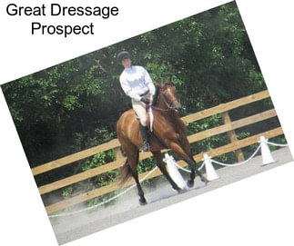 Great Dressage Prospect