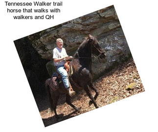 Tennessee Walker trail horse that walks with walkers and QH