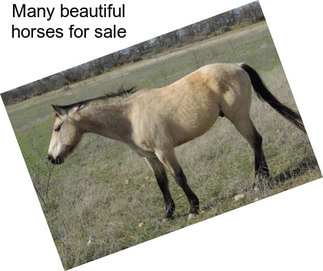 Many beautiful horses for sale