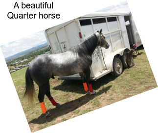 A beautiful Quarter horse