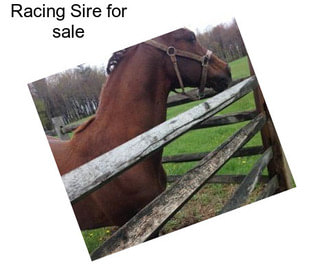 Racing Sire for sale
