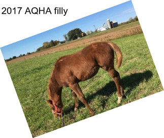 2017 AQHA filly