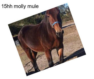 15hh molly mule