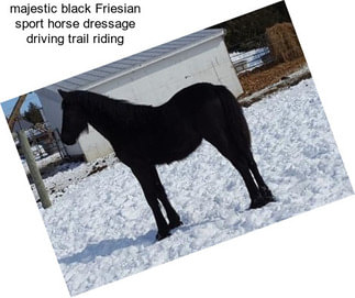 Majestic black Friesian sport horse dressage driving trail riding