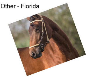 Other - Florida