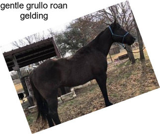 Gentle grullo roan gelding