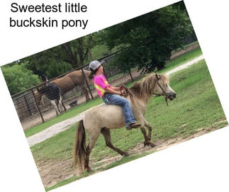 Sweetest little buckskin pony