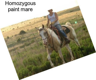 Homozygous paint mare