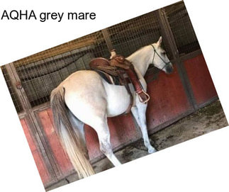 AQHA grey mare