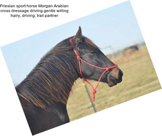 Friesian sport horse Morgan Arabian cross dressage driving gentle willing hairy, driving, trail partner