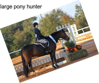 Large pony hunter