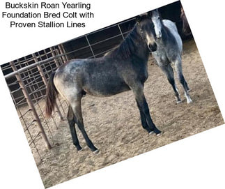 Buckskin Roan Yearling Foundation Bred Colt with Proven Stallion Lines