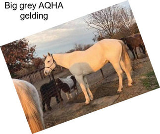 Big grey AQHA gelding