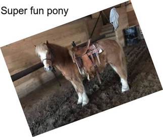 Super fun pony