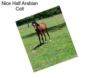 Nice Half Arabian Colt