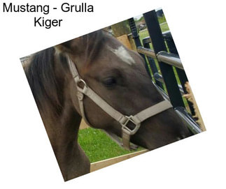 Mustang - Grulla Kiger