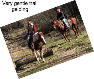 Very gentle trail gelding