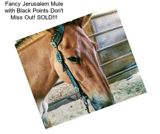 Fancy Jerusalem Mule with Black Points Don\'t Miss Out! SOLD!!!