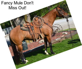 Fancy Mule Don\'t Miss Out!