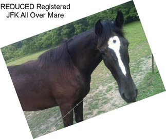 REDUCED Registered JFK All Over Mare