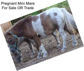 Pregnant Mini Mare For Sale OR Trade