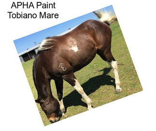 APHA Paint Tobiano Mare