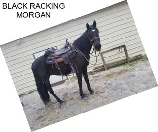 BLACK RACKING MORGAN