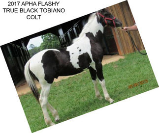 2017 APHA FLASHY \