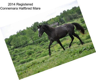 2014 Registered Connemara Halfbred Mare