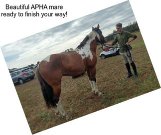 Beautiful APHA mare ready to finish your way!