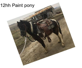 12hh Paint pony