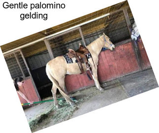 Gentle palomino gelding