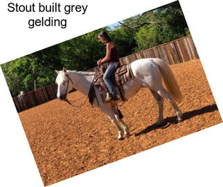 Stout built grey gelding