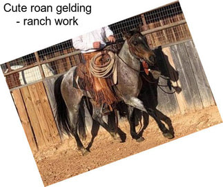 Cute roan gelding - ranch work