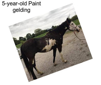 5-year-old Paint gelding