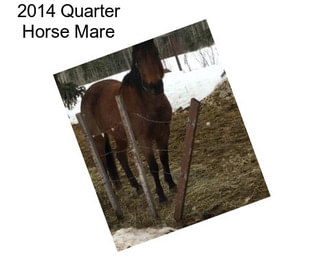 2014 Quarter Horse Mare