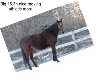 Big 16.3h nice moving athletic mare