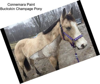 Connemara Paint Buckskin Champage Pony