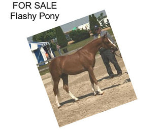 FOR SALE Flashy Pony