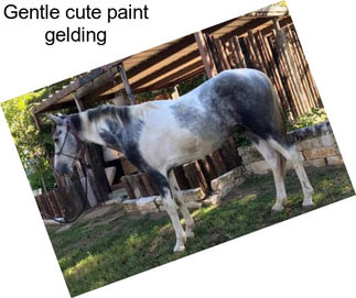 Gentle cute paint gelding