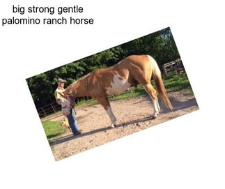 Big strong gentle palomino ranch horse