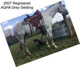 2007 Registered AQHA Grey Gelding