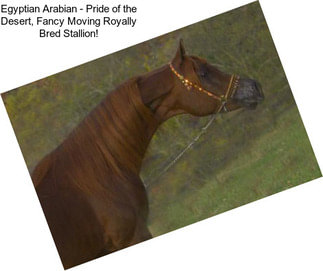 Egyptian Arabian - Pride of the Desert, Fancy Moving Royally Bred Stallion!