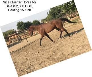 Nice Quarter Horse for Sale ($2,300 OBO) Gelding 15.1 hh