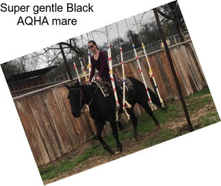 Super gentle Black AQHA mare