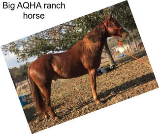 Big AQHA ranch horse